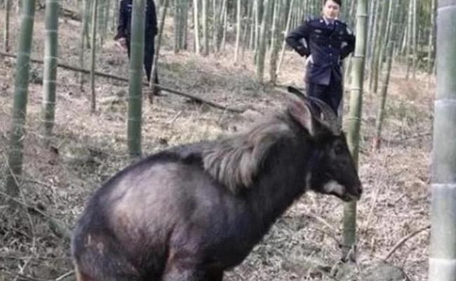 四不像王中王论坛,王中王手机站{