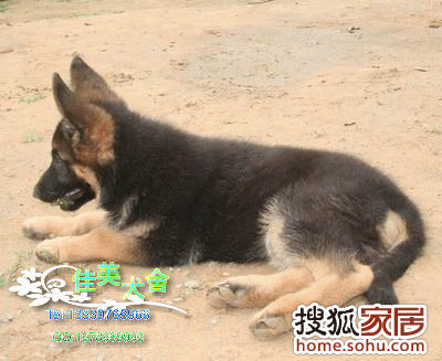 小狼狗高手论坛下载{