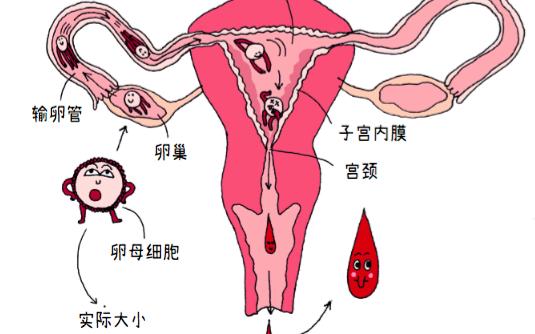 处内膜在哪个位置图片真实照片{