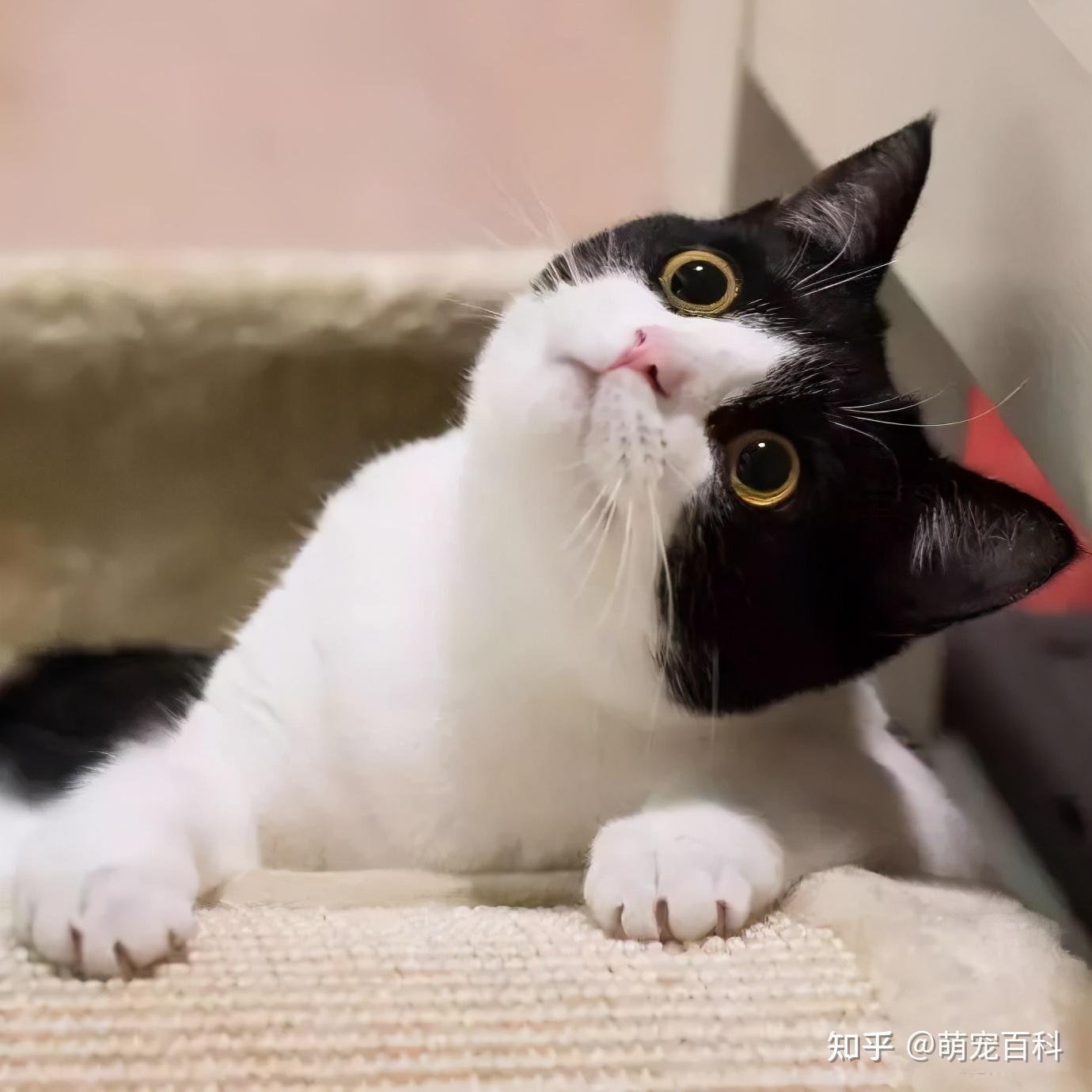 两张脸的猫，神秘与独特的故事两张脸的猫是怎么回事儿{